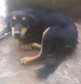 leao