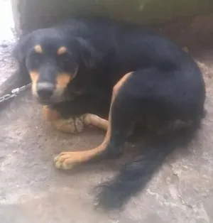 Cachorro raça sed idade 1 ano nome leao
