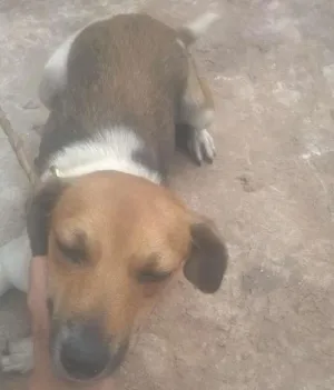 Cachorro raça viralata idade 1 ano nome safira