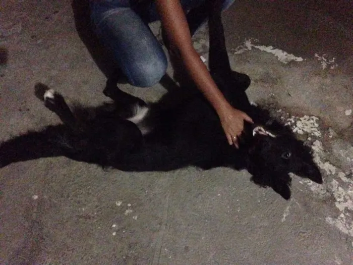 Cachorro ra a Labrador idade 7 a 11 meses nome Bob