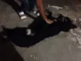 Bob