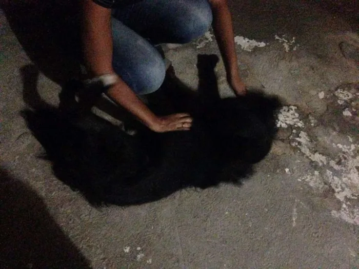Cachorro ra a Labrador idade 7 a 11 meses nome Bob