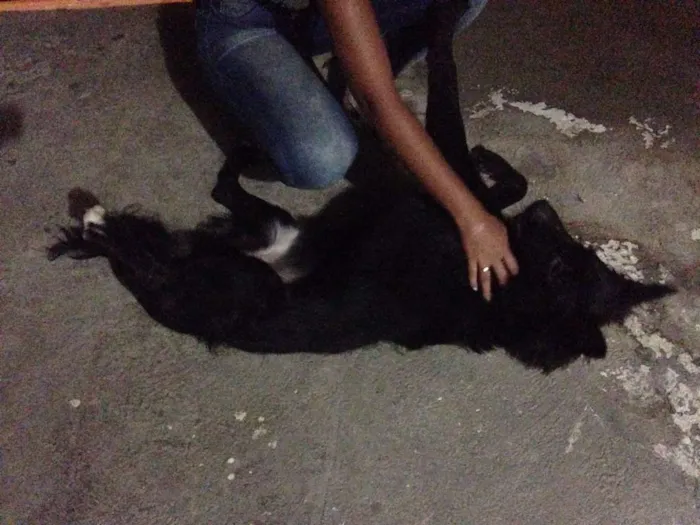 Cachorro ra a Labrador idade 7 a 11 meses nome Bob