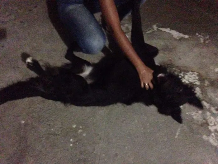 Cachorro ra a Labrador idade 7 a 11 meses nome Bob