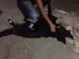 Bob