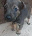 Maia