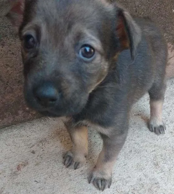 Cachorro ra a Inderteminada idade 2 a 6 meses nome Maia