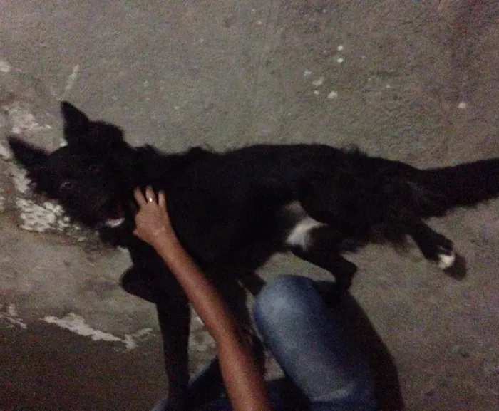 Cachorro ra a Labrador idade 7 a 11 meses nome Bob