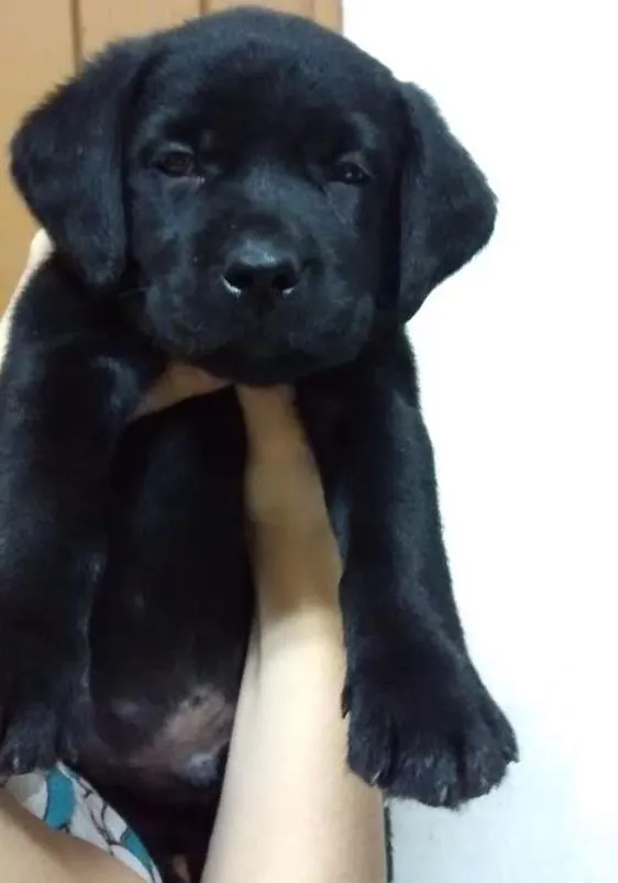 Cachorro ra a Labrador com Basset  idade 2 a 6 meses nome Pandora