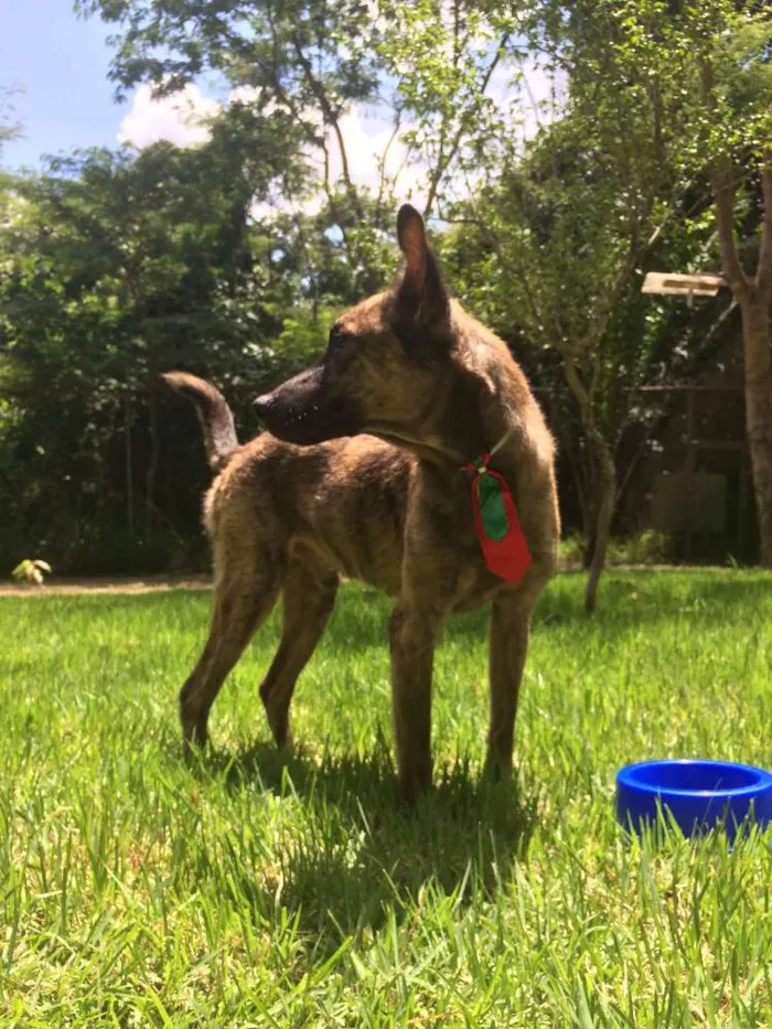 Cachorro ra a vira-lata idade 2 anos nome Nestor