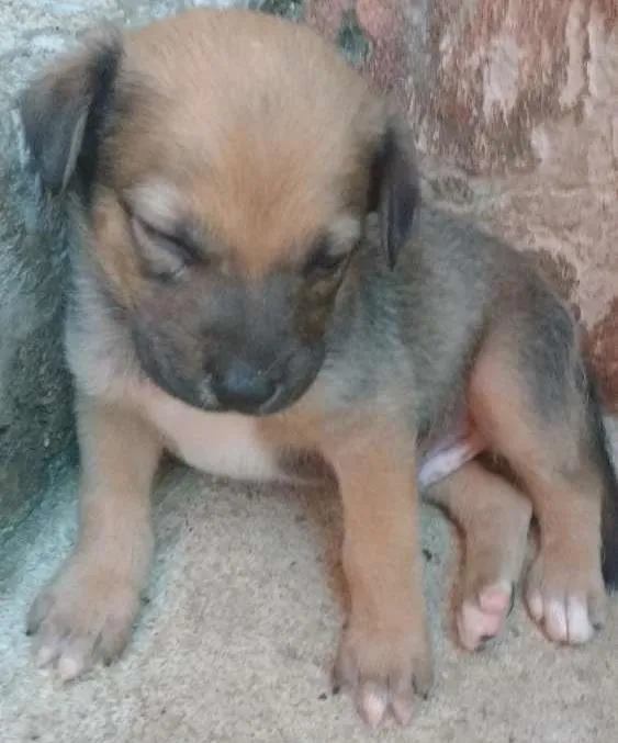 Cachorro ra a Indefinida idade 2 a 6 meses nome Nino