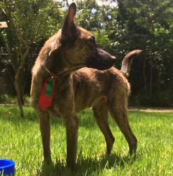 Cachorro ra a vira-lata idade 2 anos nome Nestor