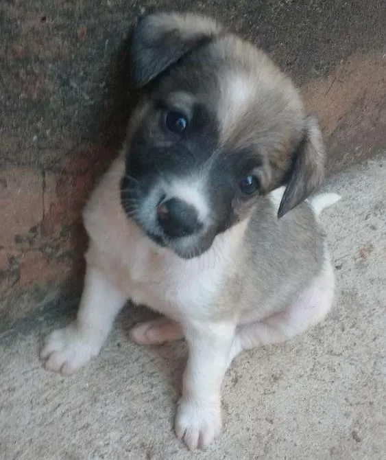 Cachorro ra a Indefinida idade 2 a 6 meses nome Kim