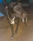 Paloma