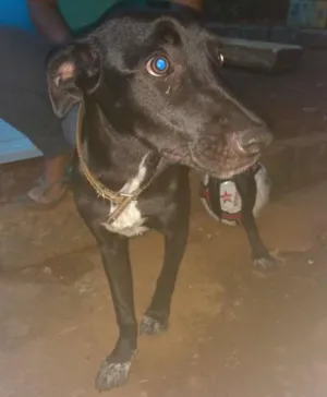 Cachorro raça sem raça idade 7 a 11 meses nome Paloma