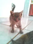 ADOTE