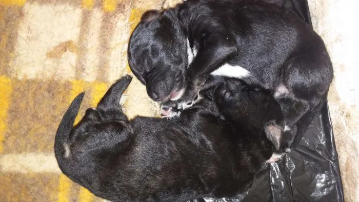 Cachorro ra a viralata idade Abaixo de 2 meses nome filhotes
