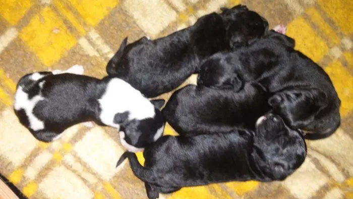 Cachorro ra a viralata idade Abaixo de 2 meses nome filhotes