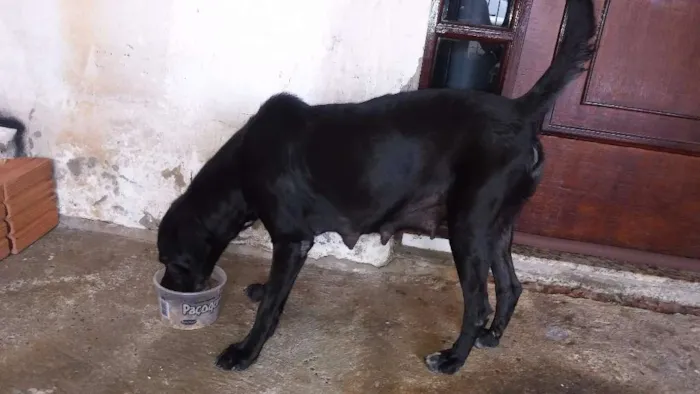 Cachorro ra a viralata idade Abaixo de 2 meses nome filhotes