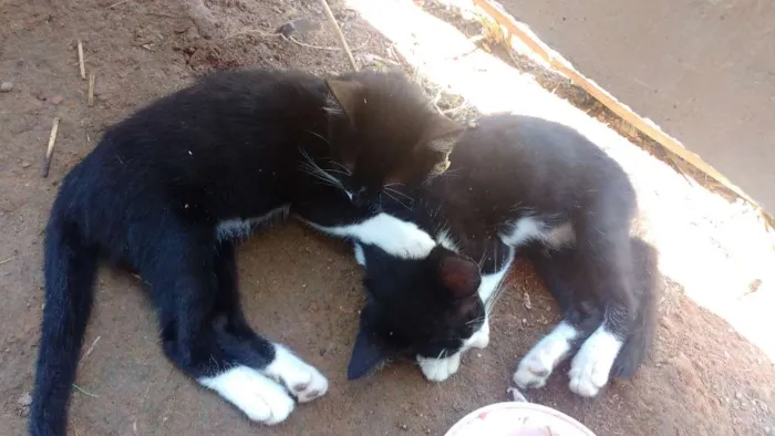 Gato raça Mista idade 2 a 6 meses nome Flor .Barbie .joana