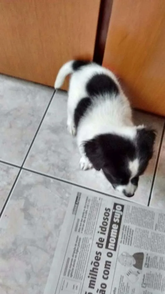 Cachorro ra a Srd idade Abaixo de 2 meses nome Sem nome 