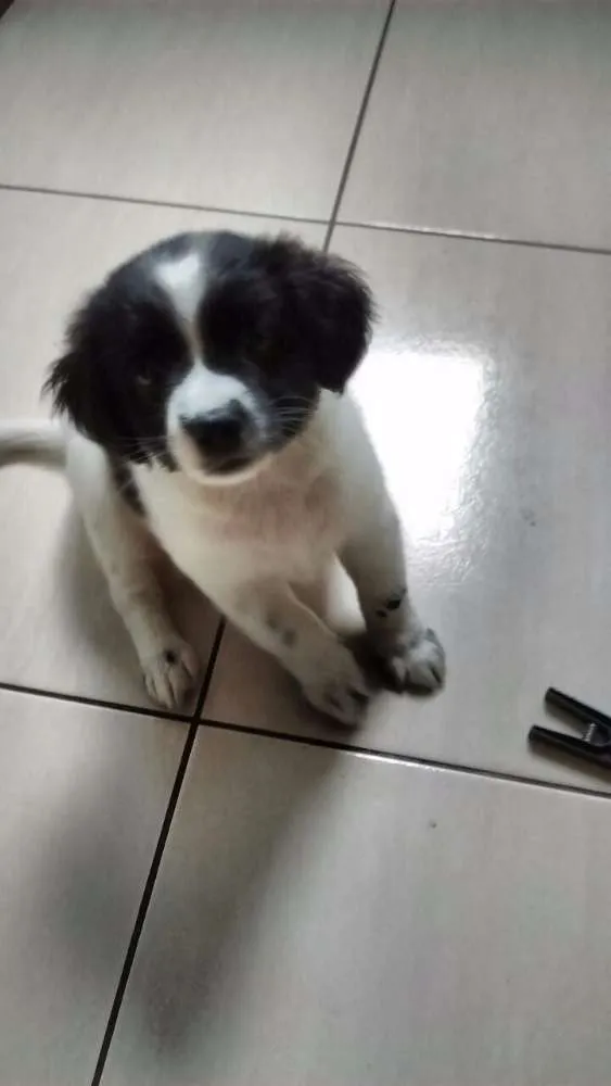 Cachorro ra a Srd idade Abaixo de 2 meses nome Sem nome 