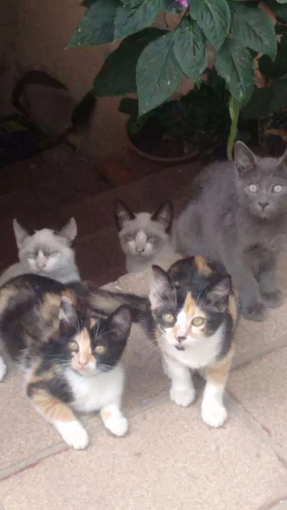 Gato ra a SRD idade 2 a 6 meses nome Sem Nome