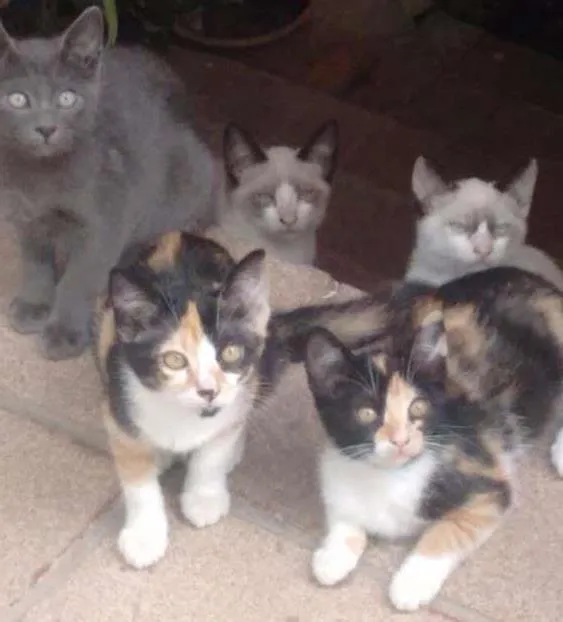 Gato ra a SRD idade 2 a 6 meses nome Sem Nome