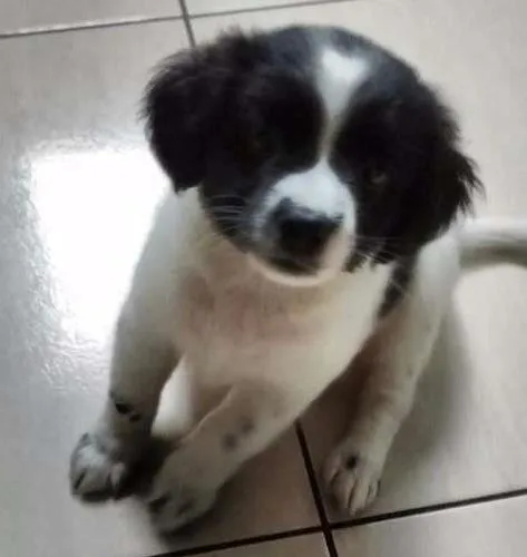 Cachorro ra a Srd idade Abaixo de 2 meses nome Sem nome 