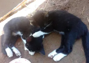 Gato raça Mista idade 2 a 6 meses nome Flor .Barbie .joana