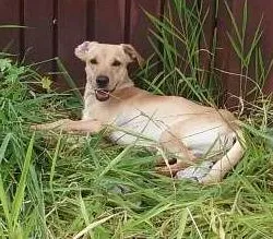 Cachorro raça indefinida idade  nome sem