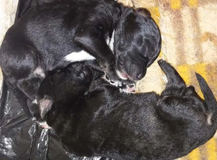 Cachorro ra a viralata idade Abaixo de 2 meses nome filhotes
