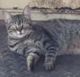 Bela
