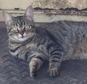 Gato raça Brasileira idade 1 ano nome Bela