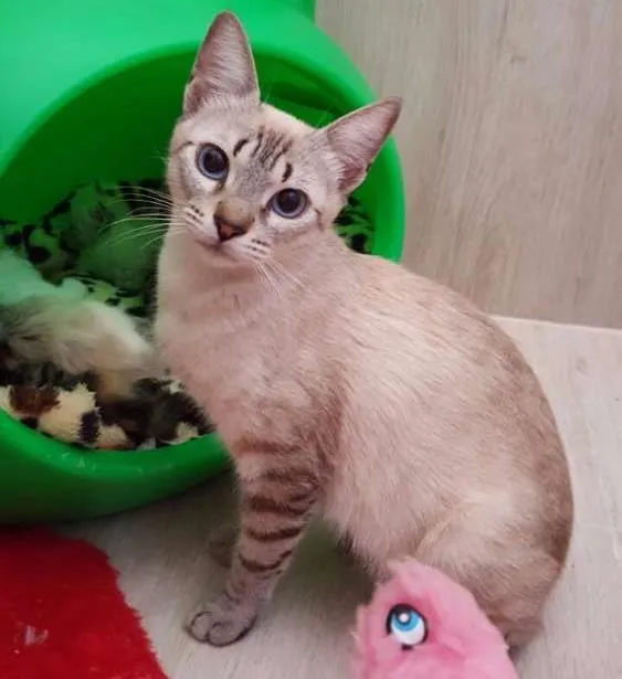 Gato ra a Brasileira idade 1 ano nome Bia