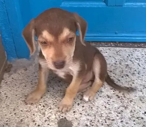 Cachorro ra a Não definida idade Abaixo de 2 meses nome Não definido