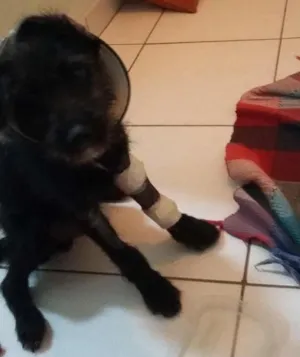 Cachorro raça Vira Lata idade 2 a 6 meses nome Sem Nome (Rabinho)