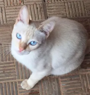 Gato raça Brasileira idade 1 ano nome Gisele