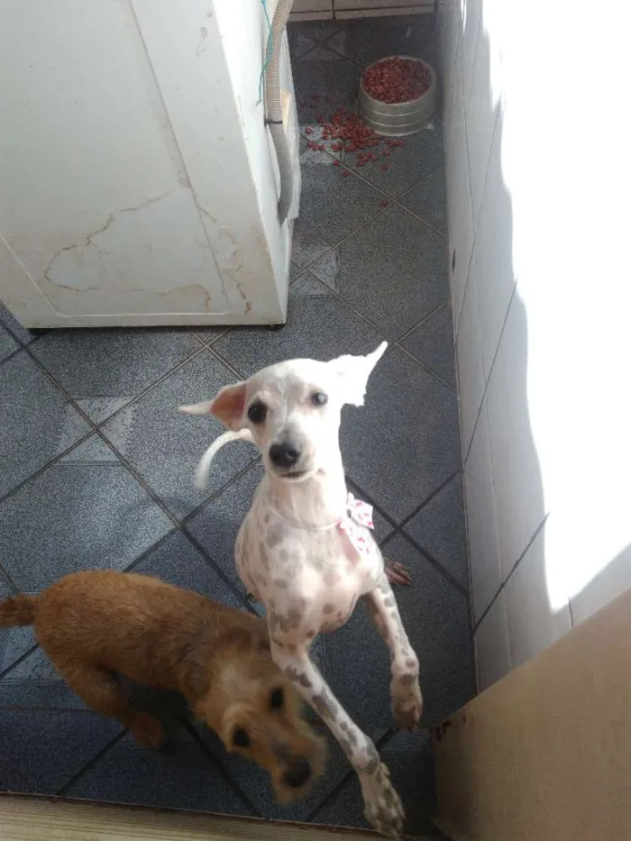 Cachorro ra a SRD idade 2 anos nome Elsa e Madruguinha