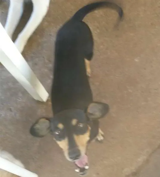 Cachorro ra a salsicha idade 3 anos nome nina