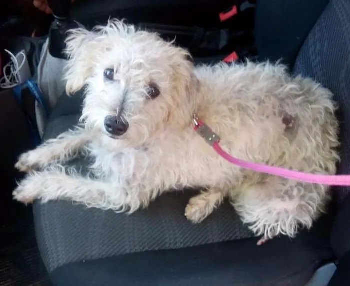 Cachorro ra a SRD idade 2 anos nome Elsa e Madruguinha
