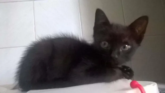 Gato ra a  idade 2 a 6 meses nome Zulu