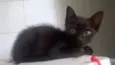 Zulu