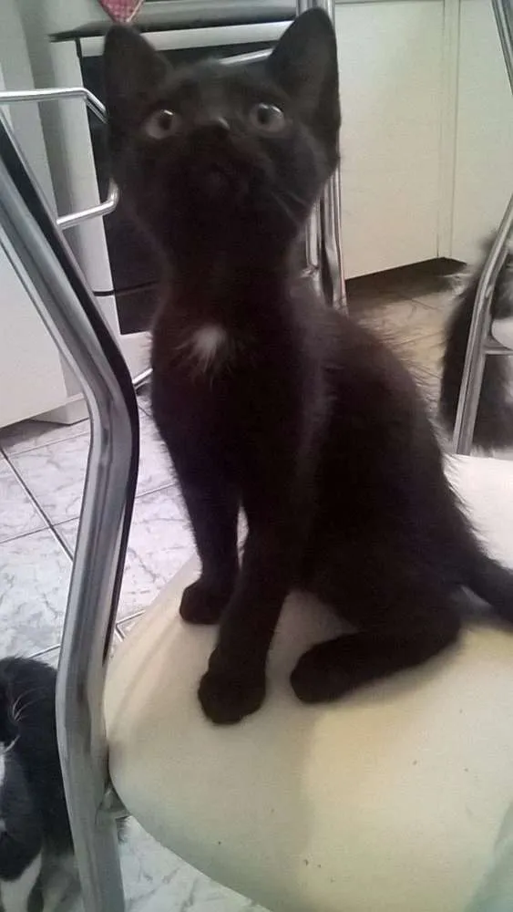 Gato ra a  idade 2 a 6 meses nome Zulu