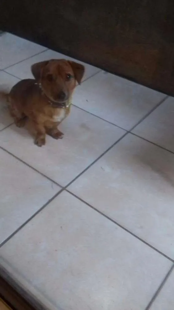 Cachorro ra a Pinger com linguicinha  idade 2 anos nome Atila
