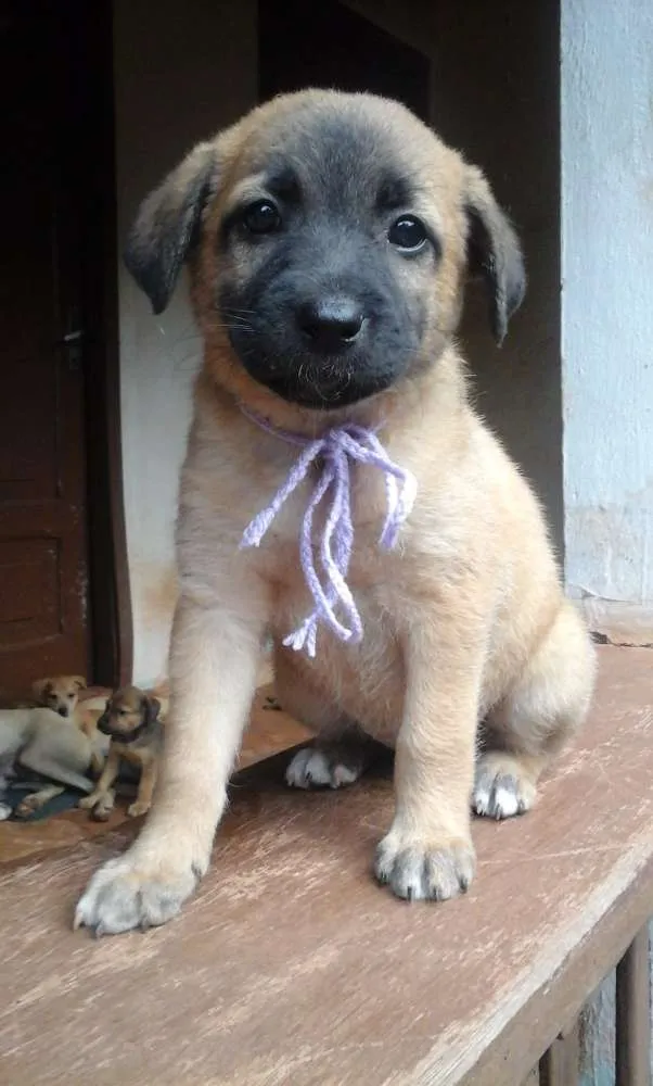 Cachorro raça SRD idade Abaixo de 2 meses nome Paçoca e irmãozinhos