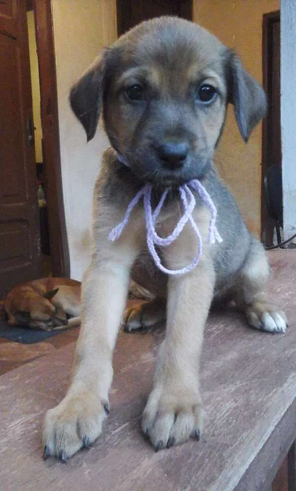 Cachorro raça SRD idade Abaixo de 2 meses nome Paçoca e irmãozinhos