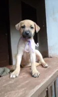 Paçoca e irmãozinhos