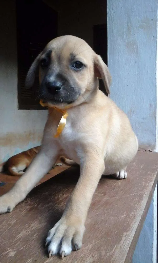 Cachorro raça SRD idade Abaixo de 2 meses nome Paçoca e irmãozinhos