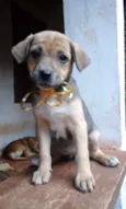 Paçoca e irmãozinhos